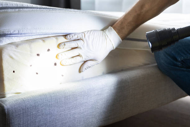 Best Local Pest Control Services  in Leonardtown, MD