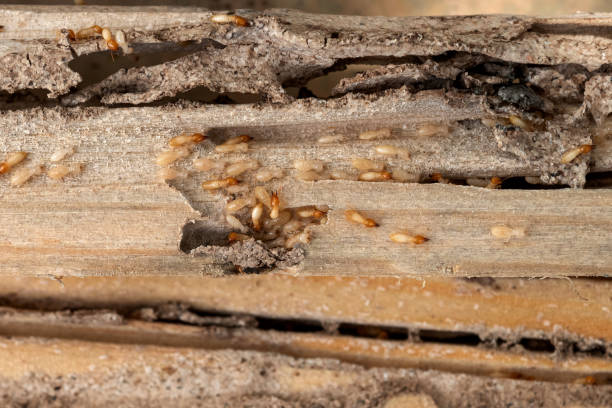 Trusted Leonardtown, MD Pest Control Experts